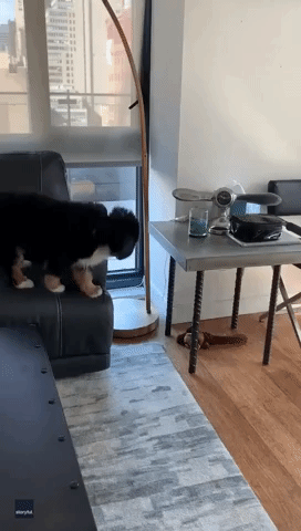 Nothing to Sniff At: Sneaky Pup Steals Some Tissues