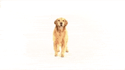 Turn Around Dog GIF