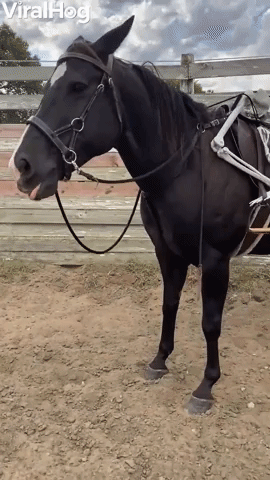 Using a Fake Skeleton to Train a Horse