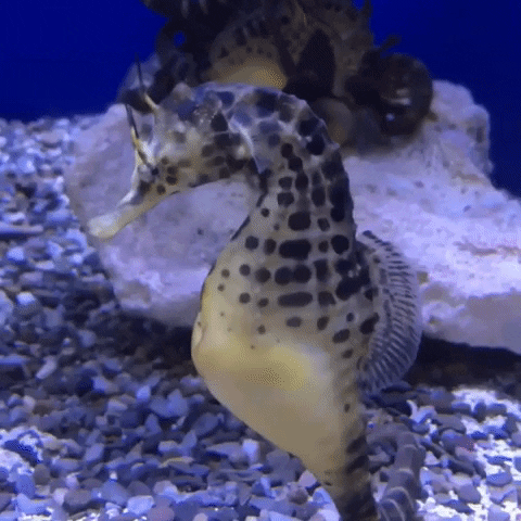 thefloridaaquarium giphyupload seahorse floridaaquarium GIF