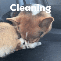 Cleaning GIF