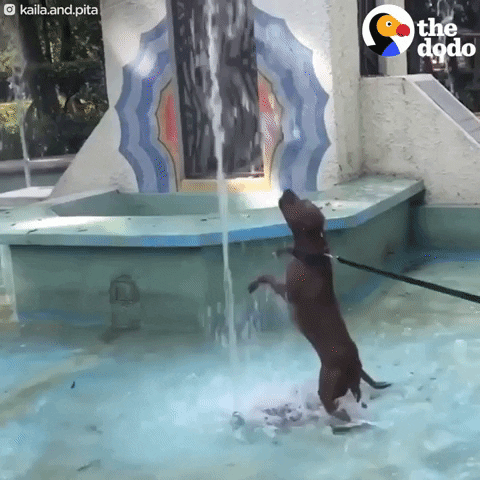 water dogs GIF by The Dodo