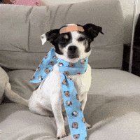 sina_project_ dog what puppy idk GIF