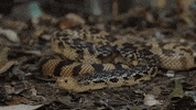 Atlanta Atl GIF by ZooATL