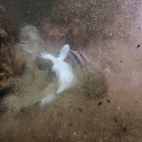 Pyjama Sharks Mating