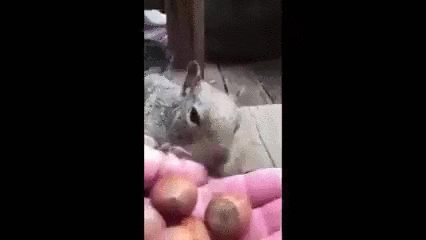 bunny squirrel GIF