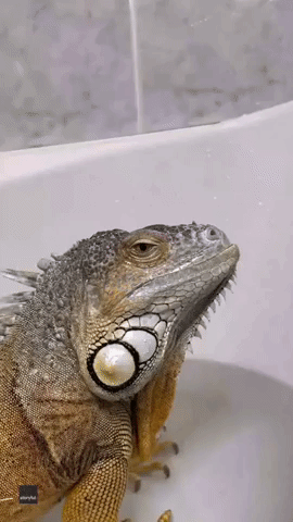 Ig-wanna Take a Bath: Tub Time Is Pet Lizard's Favorite Thing