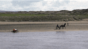 horse fail GIF by Red Bull