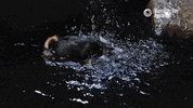 Tufted Puffin Bird GIF by Monterey Bay Aquarium