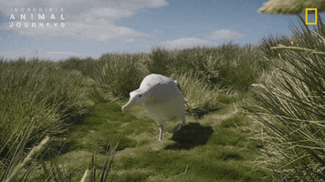 National Geographic GIF by Nat Geo Wild