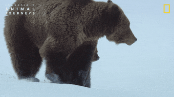 National Geographic River GIF by Nat Geo Wild