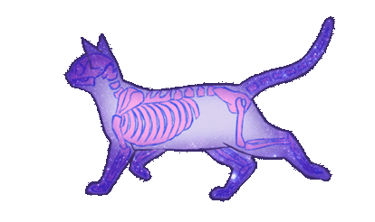 cat skeleton STICKER