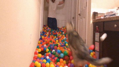 xcbcvccxscxcv giphyupload GIF