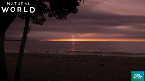 puerto rico sunset GIF by BBC Earth