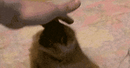 beutiful GIF
