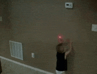 Dog Chasing GIF by AFV Pets