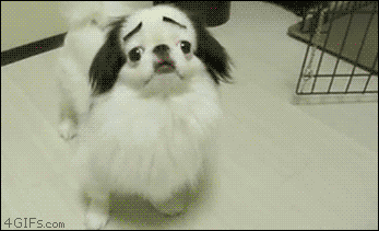 Video gif. A fluffy white dog frantically spins in an attempt to escape the fake eyebrow stuck to his face.