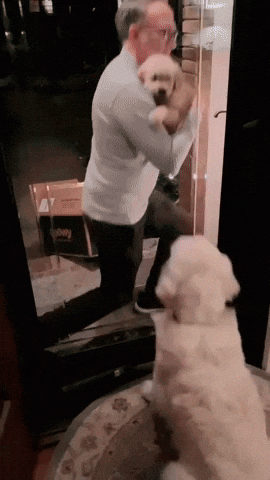 cuteanimalland giphyupload GIF