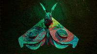 Moth