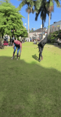 Ninja Jamaica GIF