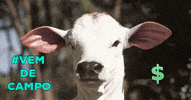 CAMPONUTRICAO  GIF