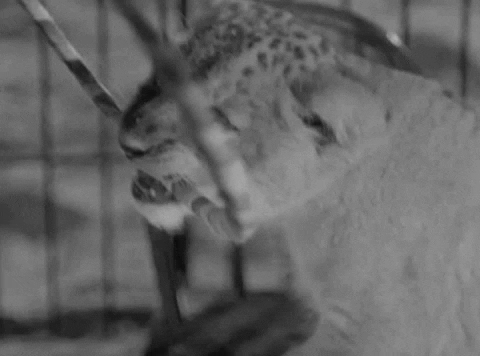 classic film tiger GIF by Warner Archive