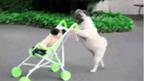 Dog Baby GIF