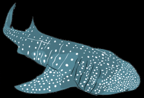 Orejademar giphygifmaker shark marine tiburon GIF
