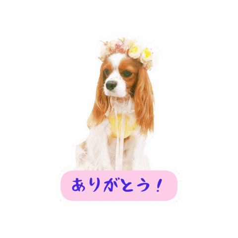 Dogs Cavalierkingcharlesspaniel Sticker