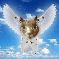 Cat Flying GIF