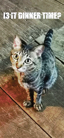 millimations giphygifmaker cat coronart isitdinnertime GIF