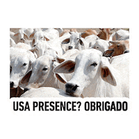 Boi Vaca Sticker by Socil