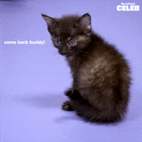 Cat Netflix GIF by BuzzFeed