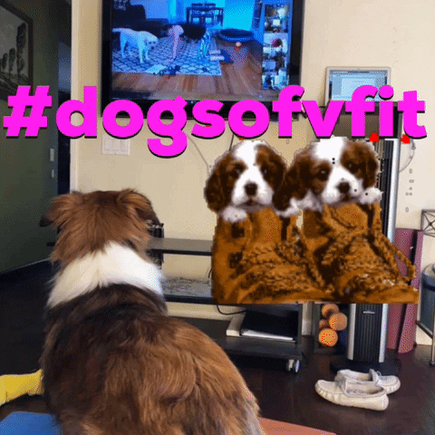 Dogs GIF by @thevfitstudio