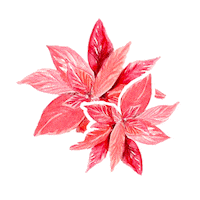 imdaphne love christmas red flower Sticker
