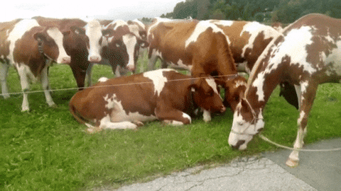 cows imposter GIF