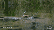 America Swimming GIF by Nat Geo Wild