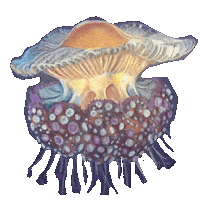 kohlenstoff_b jellyfish fried egg friedeggjellyfish spiegeleiqualle Sticker