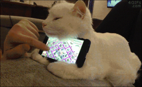 cats getting GIF