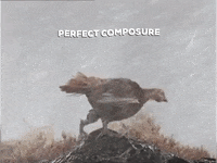 Rugby Scotland GIF by The Famous Grouse