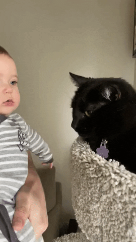 giphygifmaker cat baby adorable GIF