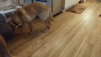 Adorable Labrador Ignores Owner Until Food is Mentioned