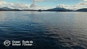 oceanschoolnow ocean canada whale orca GIF
