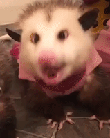 Adorable Possums Enjoy Apple Treat