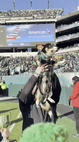 CorgsOfWar corgi corgirace corgsofwar GIF