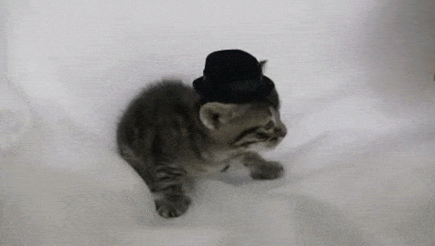 irenehsieh giphyupload GIF