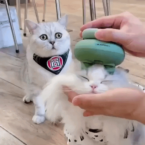 cuteanimalland giphyupload GIF