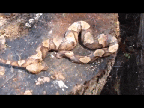 snake bites GIF