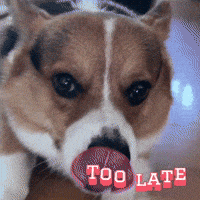 Too Late Corgi GIF
