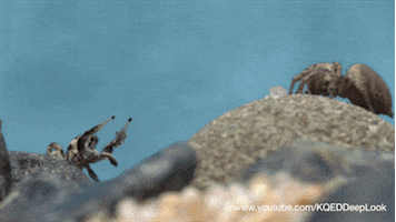 jumping spiders GIF by PBS Digital Studios
